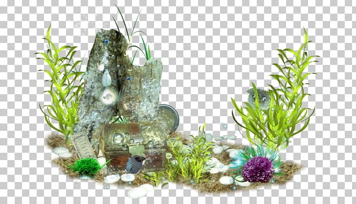 Sea Underwater PNG, Clipart, Algae, Aquarium, Aquarium Decor, Aquatic Plant, Aquatic Plants Free PNG Download