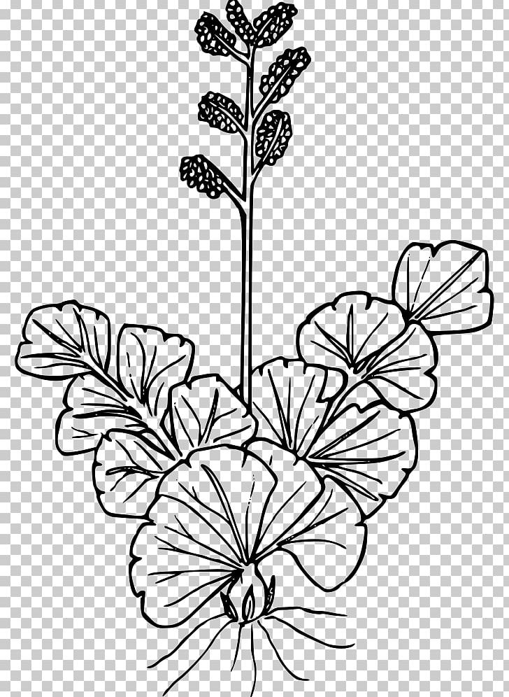 Wildflower Plant Drawing Line Art PNG, Clipart, Black And White, Branch, Cut Flowers, Drawing, Fern Free PNG Download