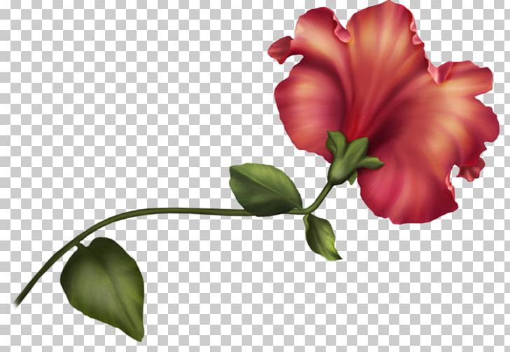 Border Flowers Petal Desktop PNG, Clipart, Annual Plant, Blossom, Border, Border Flowers, Botany Free PNG Download