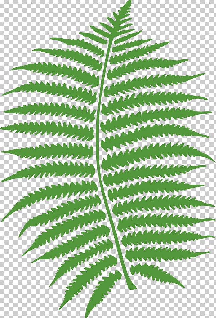 Fern Frond Leaf PNG, Clipart, Download, Drawing, Fern, Ferns And Horsetails, Frond Free PNG Download