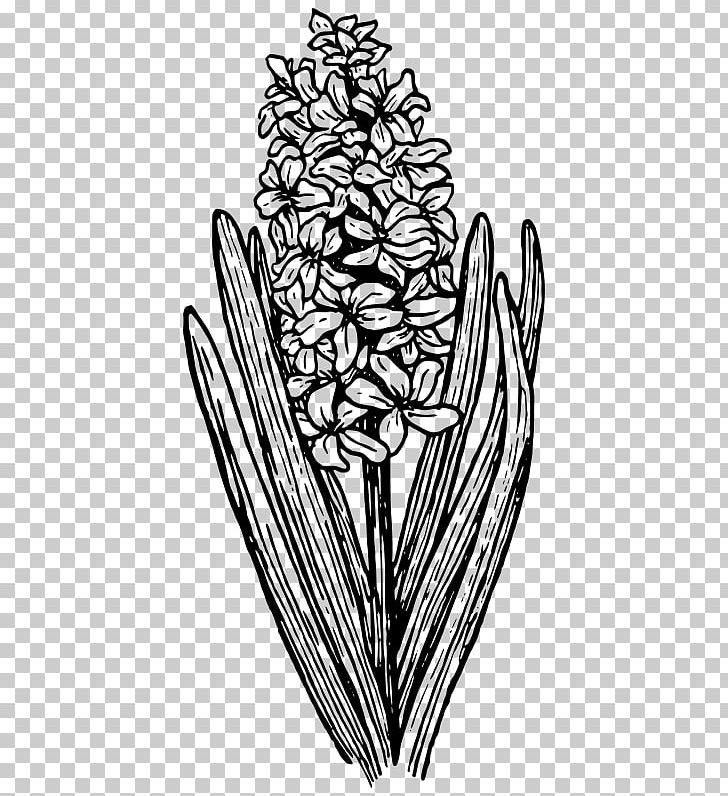 Hyacinth Computer Icons PNG, Clipart, Art, Artwork, Black And White, Branch, Bulb Free PNG Download