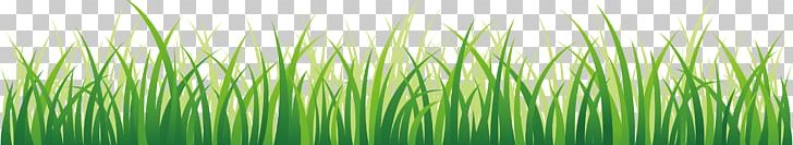 Lawn Green PNG, Clipart, Artificial Grass, Bamboo, Cartoon Grass, Chrysopogon Zizanioides, Commodity Free PNG Download