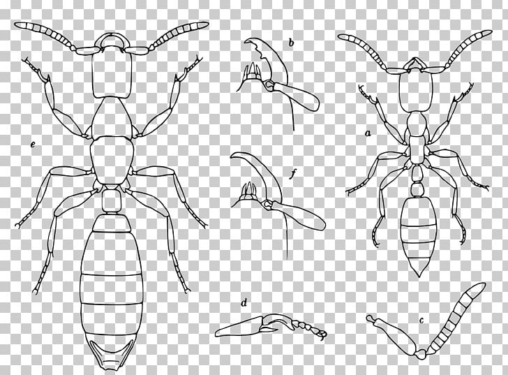 Leptanillinae Insect Leptanilla Swani Leptanillini PNG, Clipart, Angle, Animals, Ant, Artwork, Black And White Free PNG Download