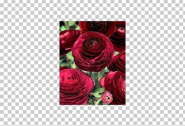 Ranunculus Asiaticus Flower Color Purple Garden Roses PNG, Clipart, Burgundy, Buttercup, Color, Cut Flowers, Floral Design Free PNG Download