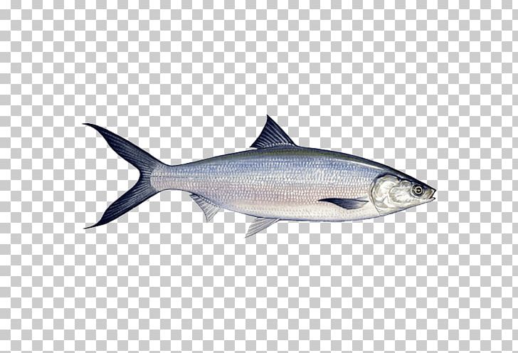 Sardine Milkfish Filipino Cuisine Food PNG, Clipart, Anchovy, Animals, Bonito, Bony Fish, Coho Free PNG Download