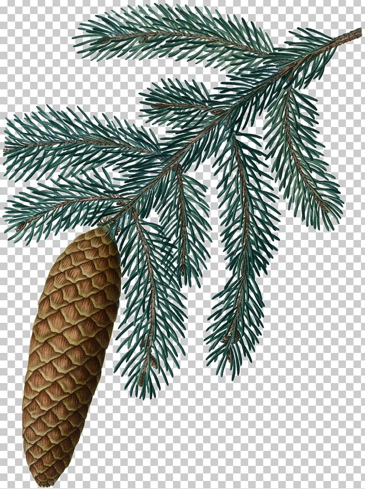 Fir Botany Tree Spruce Conifer Cone PNG, Clipart, Botanical Illustration, Botany, Branch, Conifer, Conifer Cone Free PNG Download