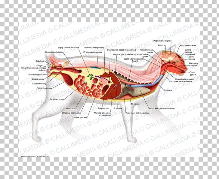 Muscle Cartoon Nerve PNG, Clipart, Animal, Art, Cartoon, Diagram, Human Body Free PNG Download