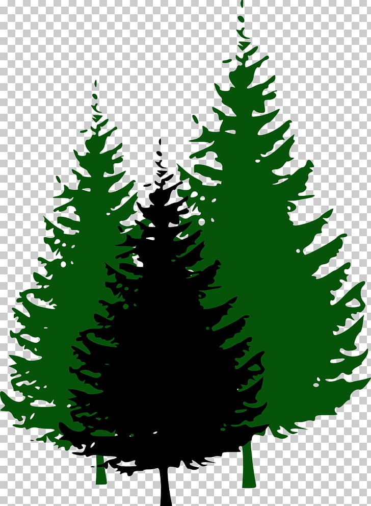 Pine Tree Fir PNG, Clipart, Black Pine, Christmas Decoration, Christmas Ornament, Christmas Tree, Conifer Free PNG Download