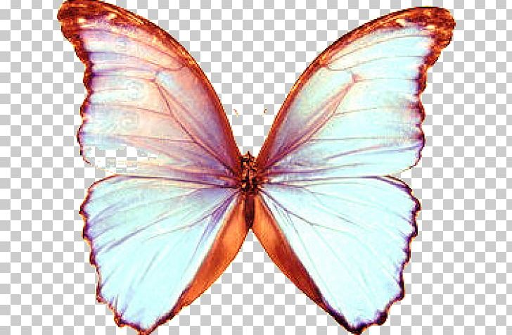 Butterfly Valley PNG, Clipart, Apatura Iris, Arthropod, Blue, Brush Footed Butterfly, Butterflies And Moths Free PNG Download