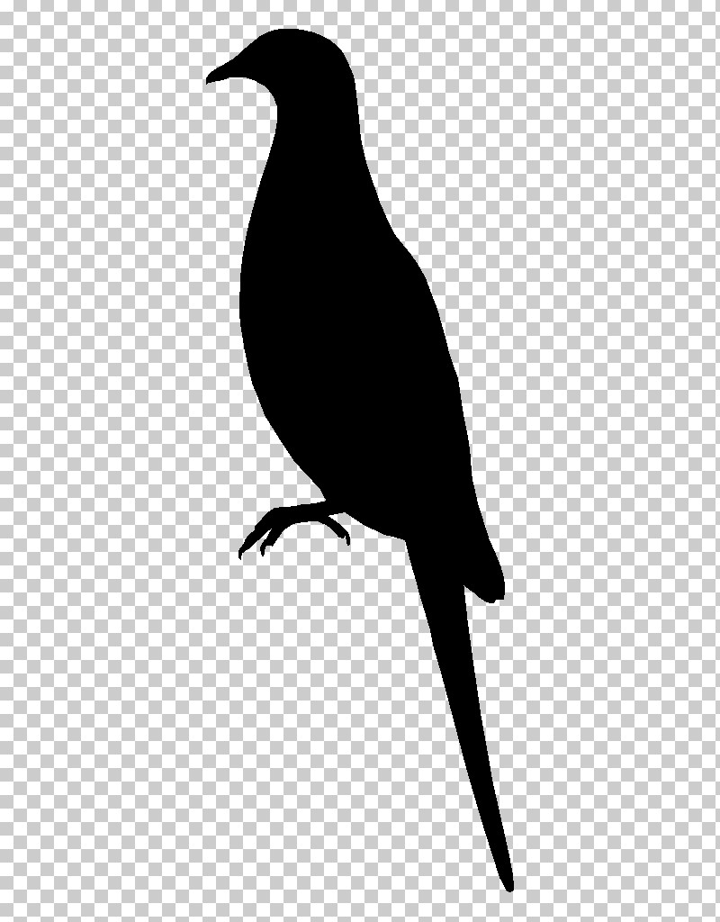 Bird Beak Silhouette Perching Bird Blackbird PNG, Clipart, Beak, Bird, Blackbird, Crow, Perching Bird Free PNG Download