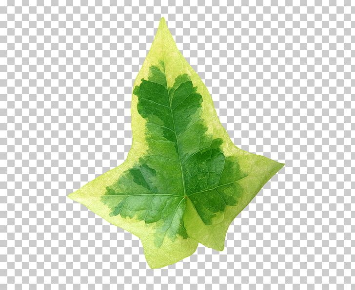 Leaf Computer Icons PNG, Clipart, Computer Icons, Houseplant, Ivy, Leaf, Maple Leaf Free PNG Download