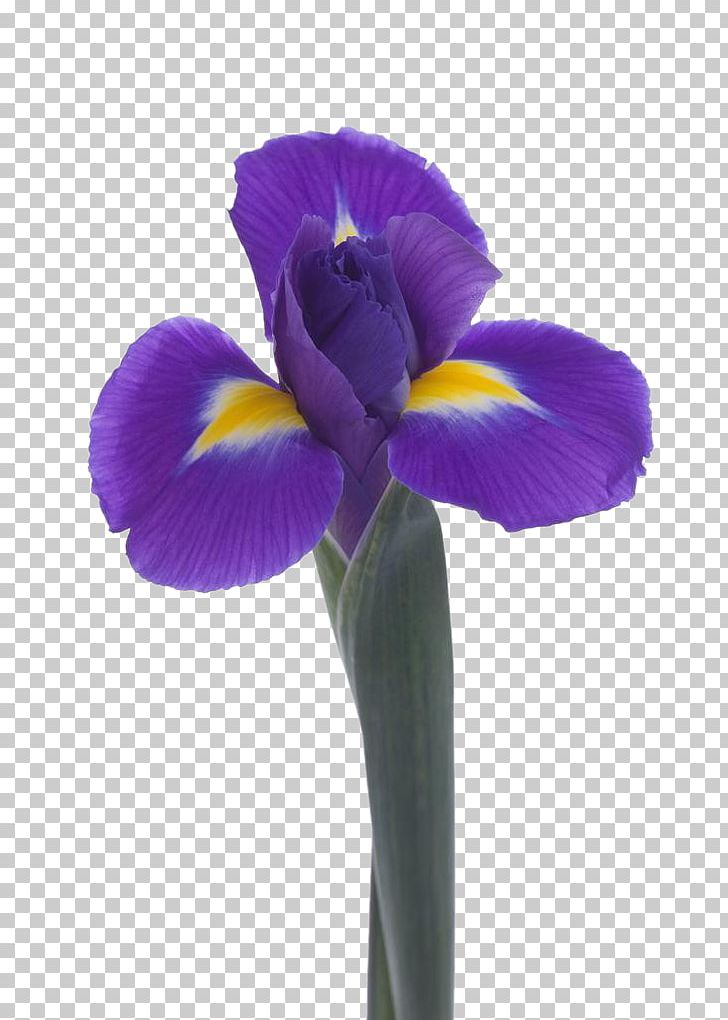 Violet Flower Lossless Compression PNG, Clipart, Data, Data Compression, Download, Flower, Flowering Plant Free PNG Download