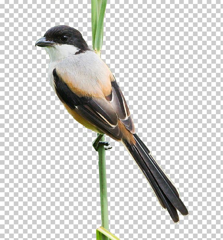 Bird American Sparrows Cuculiformes Beak PNG, Clipart, 2017, American Sparrows, Animals, Atom, Beak Free PNG Download
