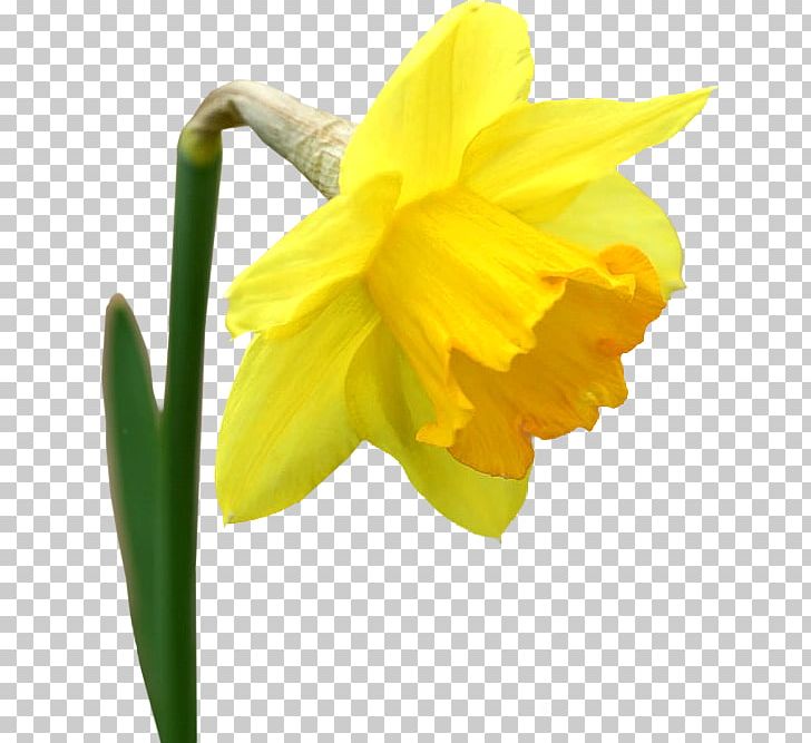 Flower Garden Roses Yellow Tulip PNG, Clipart, Amaryllis Family, Auglis ...