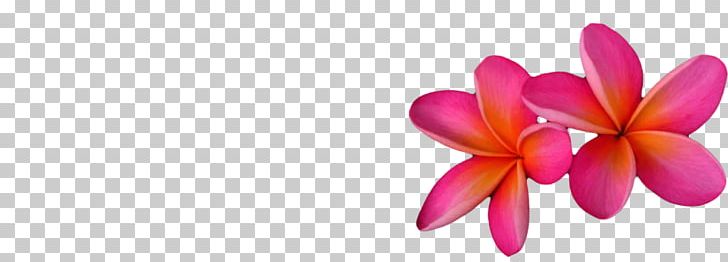 Frangipani Moth Orchids Cut Flowers Plant PNG, Clipart, Cut Flowers, Flower, Flowering Plant, Frangipani, Magenta Free PNG Download