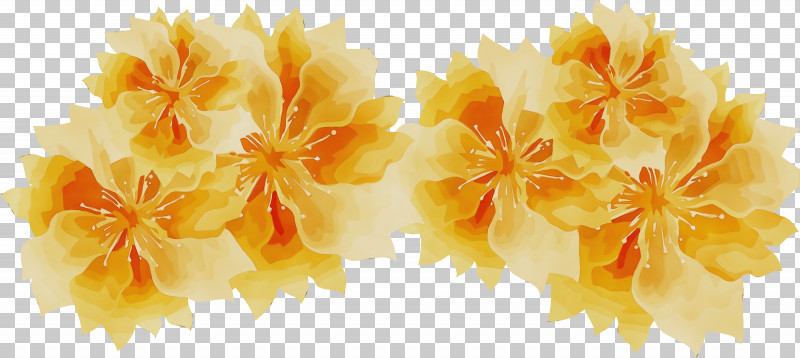 Flower Petal Yellow Computer Spring PNG, Clipart, Biology, Branching, Computer, Flower, M Free PNG Download