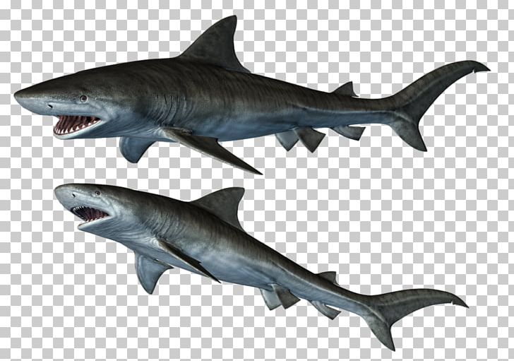 Bull Shark Iron-on PNG, Clipart, Android, Animal Figure, Animals, Bull Shark, Carcharhiniformes Free PNG Download
