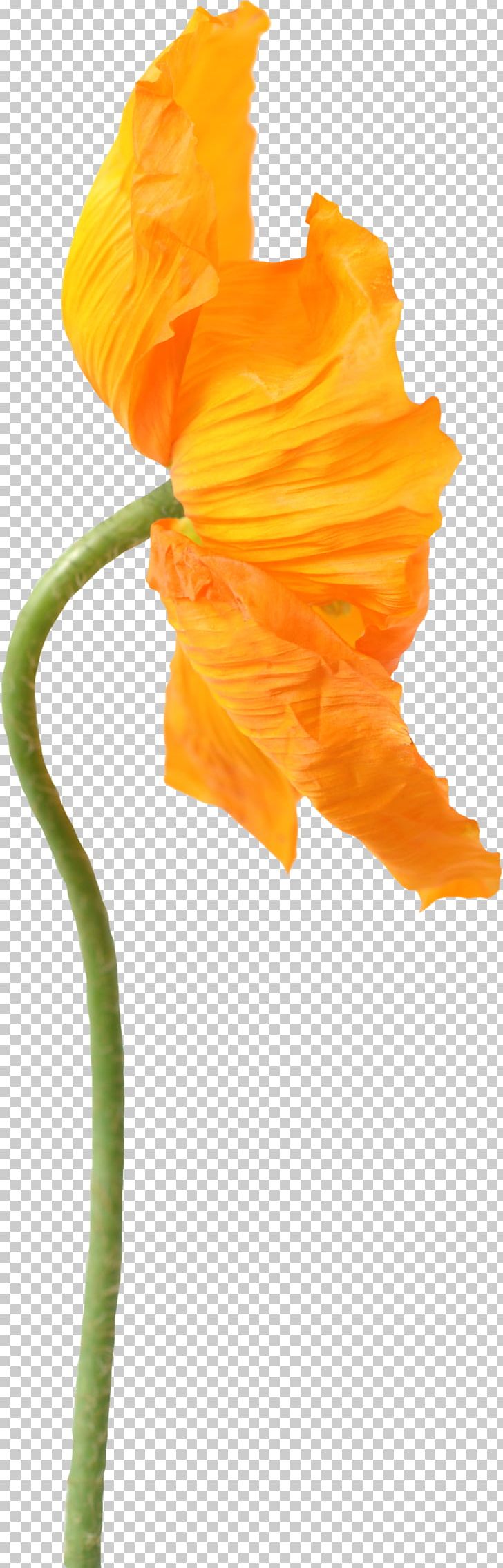 Common Poppy Flower Stock Photography PNG, Clipart, Alamy, Common Poppy, Floral Design, Flower, Flowering Plant Free PNG Download