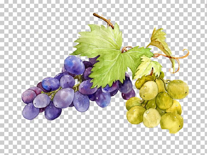 Grape Watercolor Painting Sweetness PNG, Clipart, Eating, Food, Frost, Fruit, Fruit Nut Free PNG Download