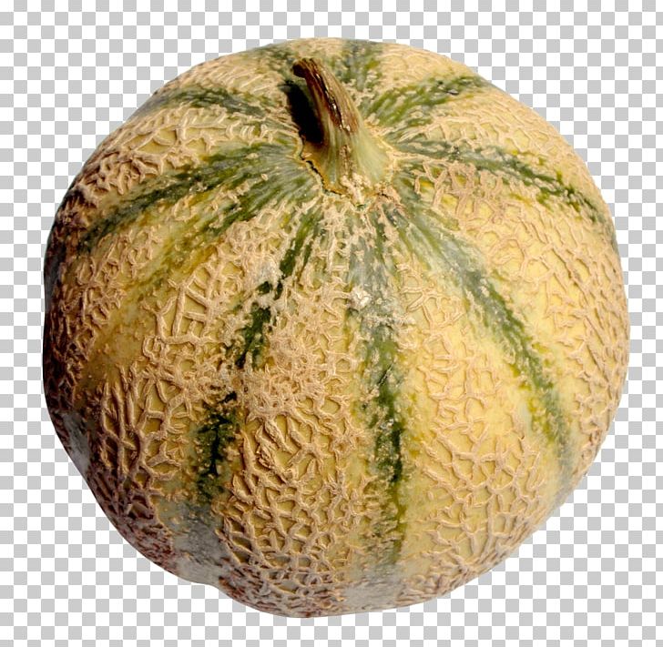 Honeydew Cantaloupe Galia Melon PNG, Clipart, Commodity, Cucumber, Cucumber Gourd And Melon Family, Cucumis, Cucurbita Free PNG Download