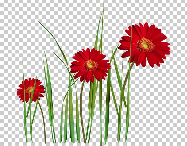 Transvaal Daisy Common Daisy Flower PNG, Clipart, Annual Plant, Blanket Flowers, Blume, Cbf, Common Daisy Free PNG Download