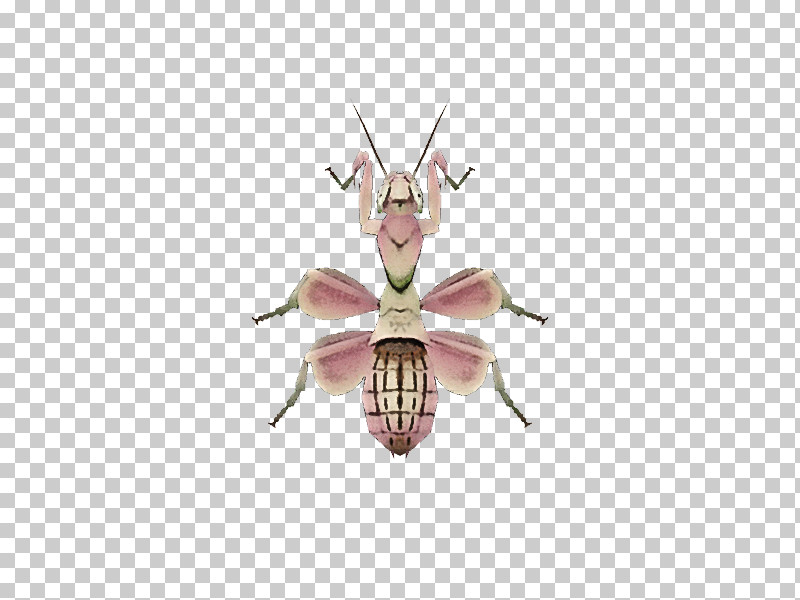 Animal Crossing: New Horizons Insect Lepidoptera Orchid Mantis Animal Crossing: City Folk PNG, Clipart, Animal Crossing, Animal Crossing City Folk, Animal Crossing New Horizons, Animal Crossing New Leaf, Animal Crossing Wild World Free PNG Download