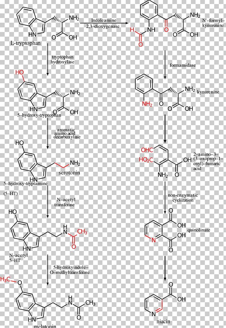 5-Hydroxytryptophan Serotonin Amino Acid Melatonin PNG, Clipart, 5hydroxytryptophan, Acid, Amine, Amino Acid, Angle Free PNG Download