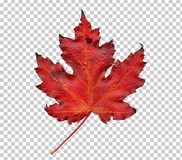 Autumn Leaf Color PNG, Clipart, Autumn, Autumn Leaf Color, Desktop Wallpaper, Eye, Leaf Free PNG Download