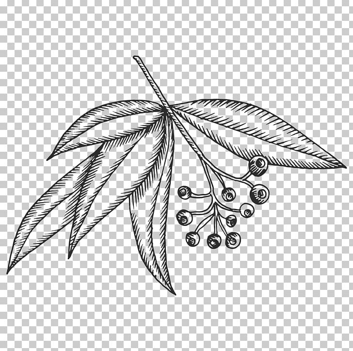 Cocoon Apothecary Skin Care Drawing Gum Trees Digital Marketing Advertising PNG, Clipart, Advertising, Artwork, Black And White, Digital Marketing, Drawing Free PNG Download