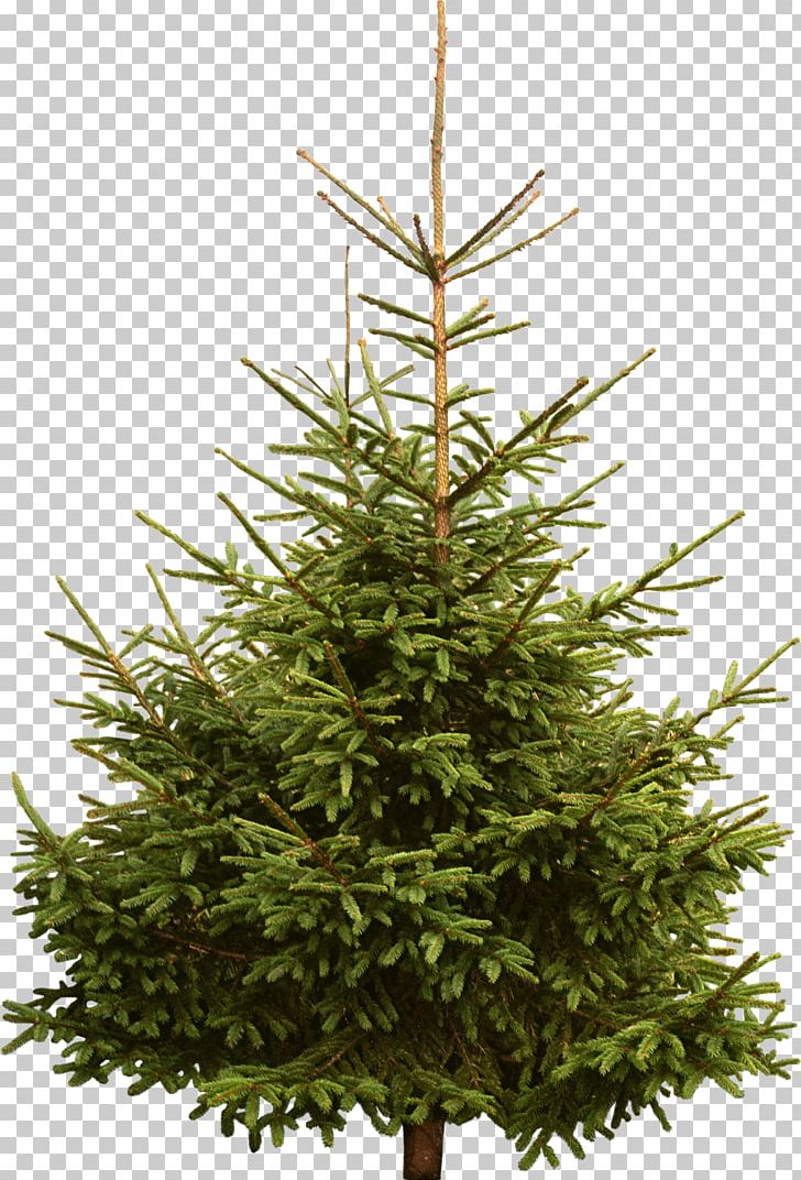 New Year Tree Spruce Pine Fir PNG, Clipart, Christmas Decoration, Christmas Ornament, Christmas Tree, Conifer, Danish Christmas Tree Free PNG Download