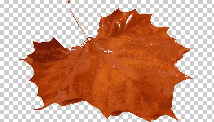Autumn Leaf Color Maple Leaf PNG, Clipart, Autumn, Autumn Leaf Color, Green, Leaf, Maple Free PNG Download