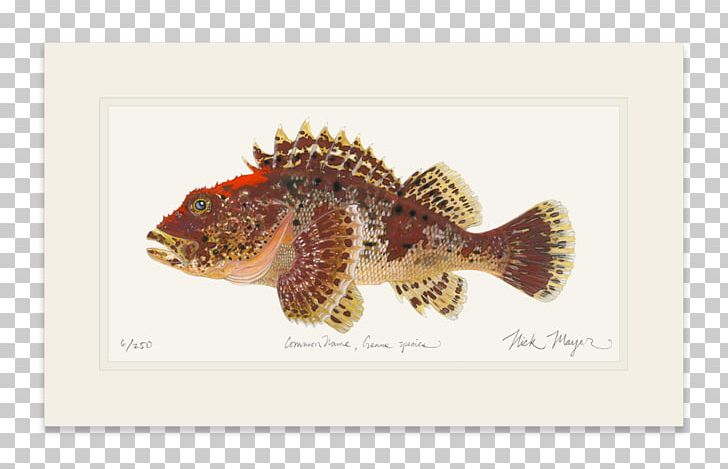 Fauna Fish PNG, Clipart, Fauna, Fish, Organism, Others, Scorpion Painted Free PNG Download