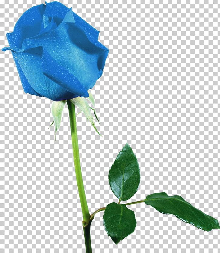 Flower Beach Rose Garden Roses Blue Rose Photography PNG, Clipart, Beach Rose, Blue, Blue Rose, Bud, Capelli Free PNG Download