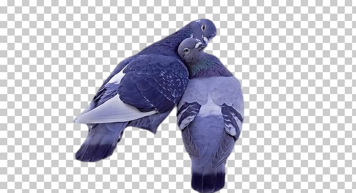 Lovely Pigeons PNG, Clipart, Animals, Birds, Pigeons And Doves Free PNG Download