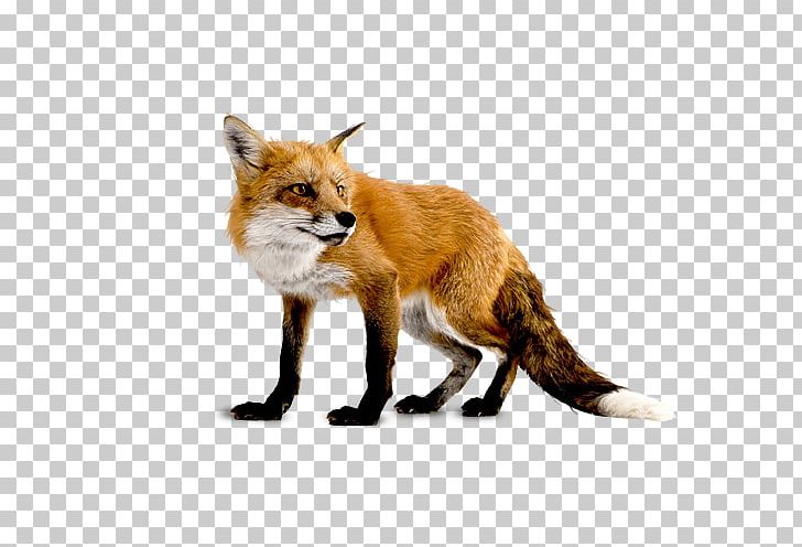 Portable Network Graphics Eastern American Red Fox PNG, Clipart, Animals, Canidae, Carnivoran, Dhole, Dog Like Mammal Free PNG Download