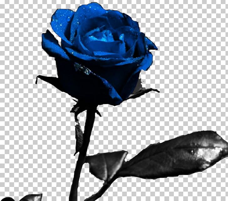 Desktop Rose Flower Display Resolution PNG, Clipart, Blue, Blue Rose, Bud, Cobalt Blue, Computer Free PNG Download