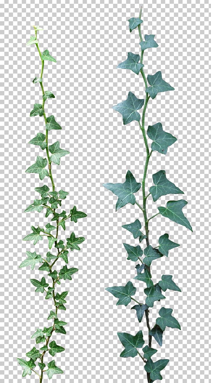 Ivy Vine PNG, Clipart, Branch, Desktop Wallpaper, Deviantart, Drawing, Flowering Plant Free PNG Download