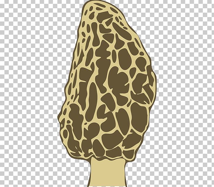 Morchella Mushroom Fungus PNG, Clipart, Carnivoran, Edible Mushroom, False Morel, Food, Fungus Free PNG Download