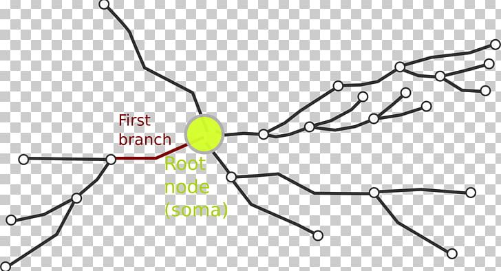 Neurite Neuron Axon Soma Dendrite PNG, Clipart, Angle, Area, Auto Part, Axon, Branch Free PNG Download