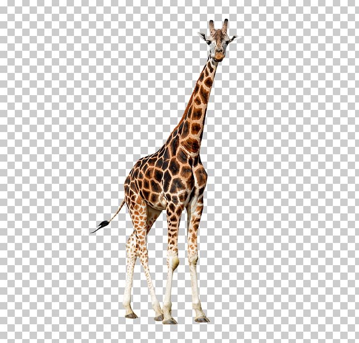 Northern Giraffe Animal PNG, Clipart, Animal, Colora, Diagram, Encapsulated Postscript, Fauna Free PNG Download