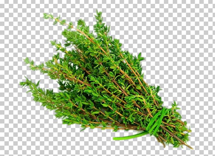 Thyme PNG, Clipart, Herbs, Nature Free PNG Download