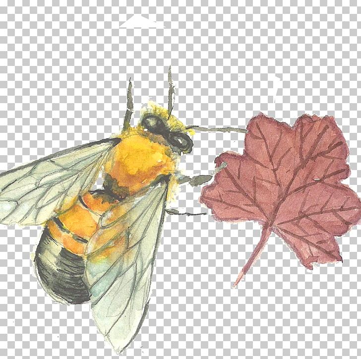 Bee PNG, Clipart, Adobe Illustrator, Arthropod, Bee, Bee Hive, Bee Honey Free PNG Download