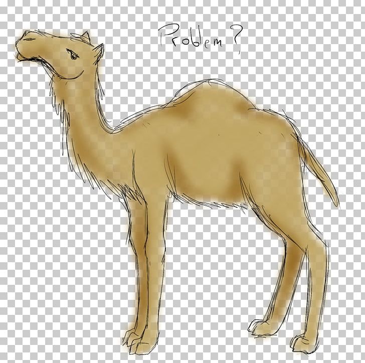 Dromedary Bactrian Camel Australian Feral Camel Drawing Sketch PNG, Clipart, Animal, Animals, Arabian Camel, Art, Australian Feral Camel Free PNG Download