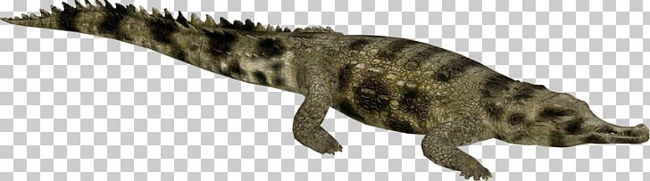 Gharial Crocodiles Alligators Tyrannosaurus PNG, Clipart, Alligators, American Crocodile, Amphibian, Animal, Animal Figure Free PNG Download