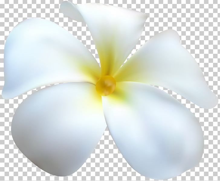 Petal PNG, Clipart, Cut Flowers, Flower, Nature, Petal, Pink Free PNG Download