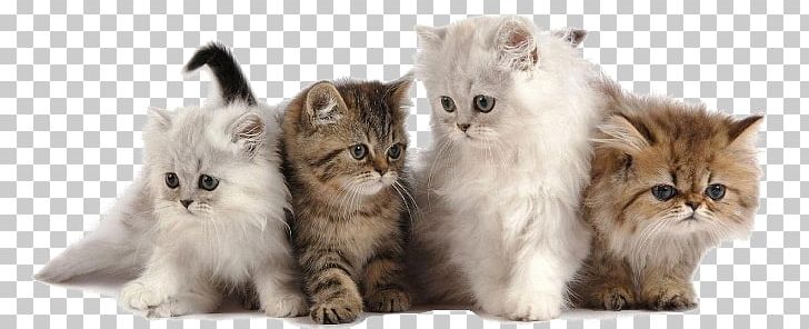 Cattery Dog Kitten Pet PNG, Clipart, Animals, British Semi Longhair, Carnivoran, Cat, Cat Like Mammal Free PNG Download