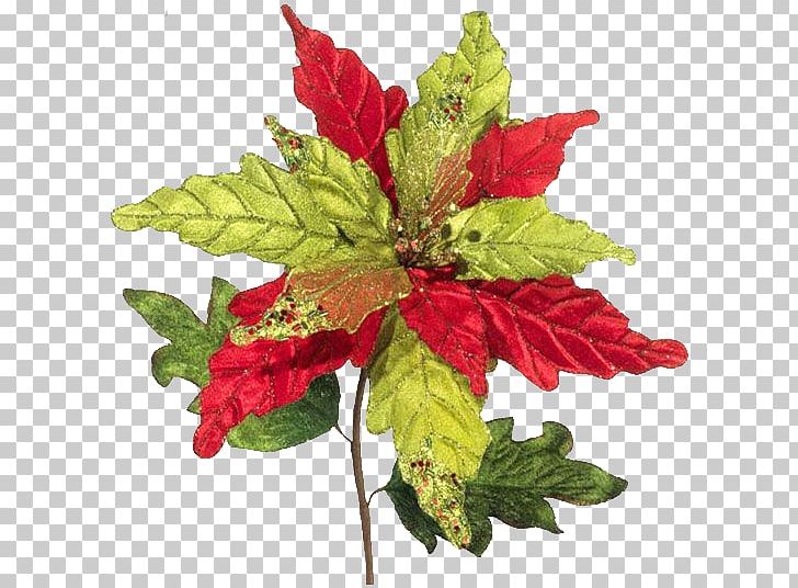 Cut Flowers Plant Leaf Amaranth PNG, Clipart, Amaranth, Amaranth Family, Annual Plant, Cut Flowers, Family Free PNG Download