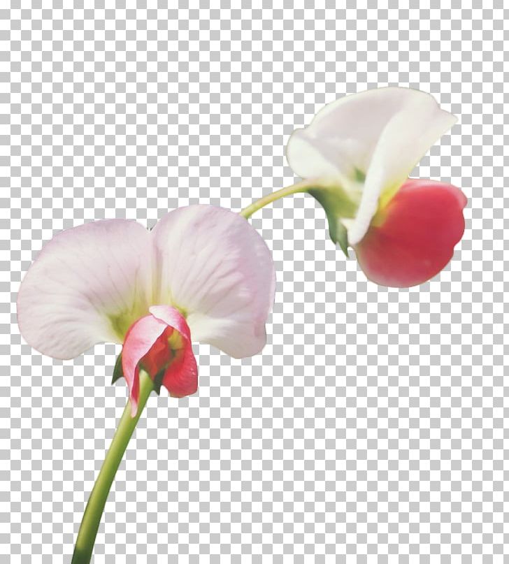 Pea Flower Angle PNG, Clipart, Artificial Flower, Bean, Beautiful, Dec, Ervilha Petit Pois Free PNG Download