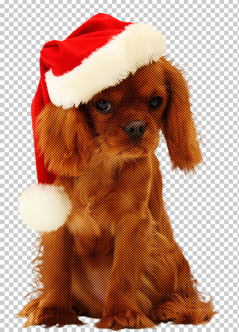 Christmas Ornaments Christmas Decoration Christmas PNG, Clipart, Cavalier King Charles Spaniel, Christmas, Christmas Decoration, Christmas Ornaments, Cocker Spaniel Free PNG Download