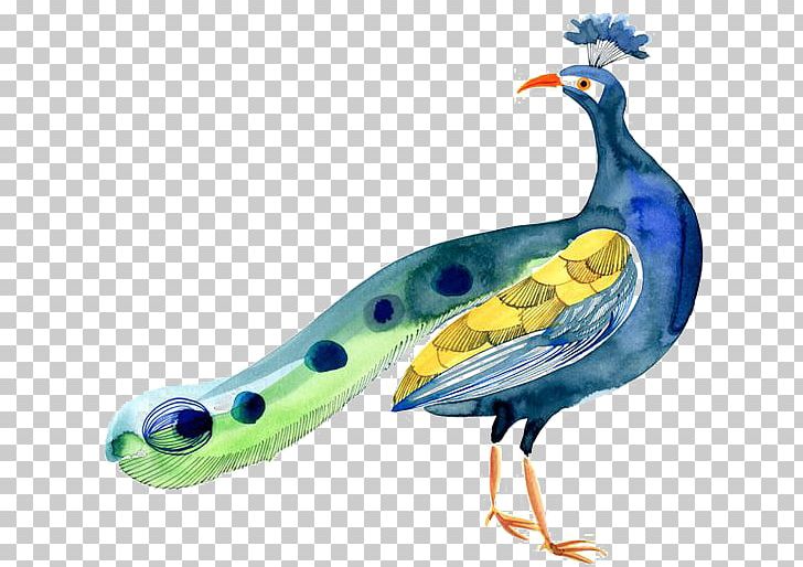 Bird Peafowl PNG, Clipart, Animal, Animals, Asiatic Peafowl, Beak, Cartoon Free PNG Download